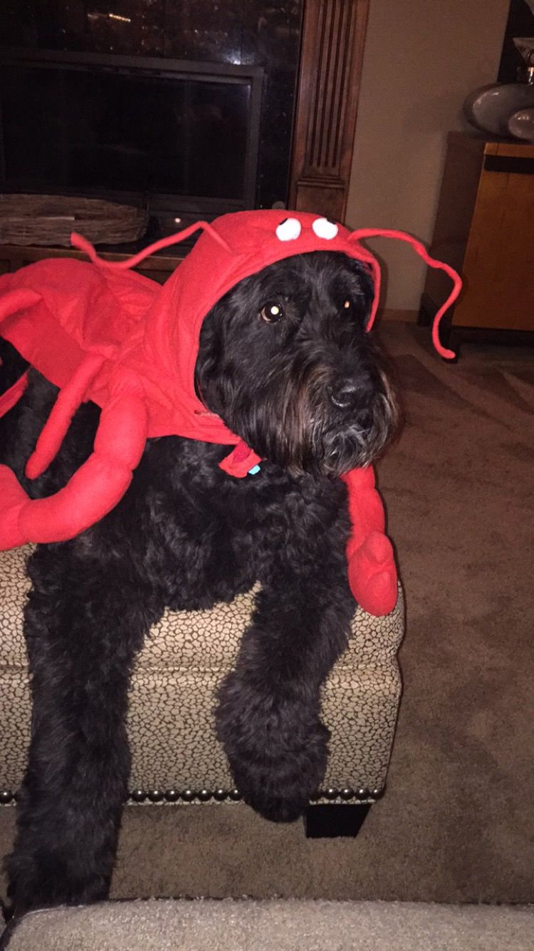 Pets in costume